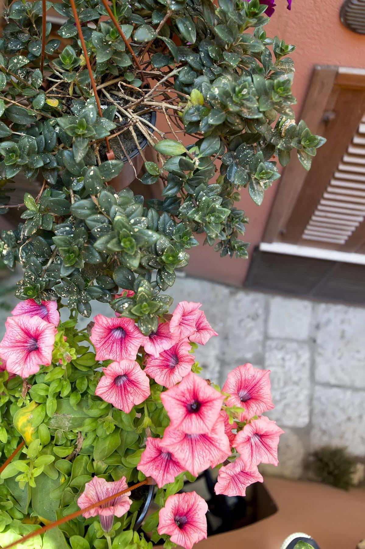 Il Cortile Fiorito *